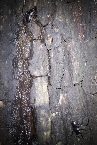 ヒラタクワガタ2♂、1♀（今年20,21,22回目の遭遇）_No．5のクヌギ_クワガタ達のオアシス _2023年6月14日20時31分気温20度